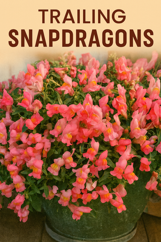 Trailing Snapdragon Candy Showers in soft pink bloom cascading over a garden basket — perfect trailing snapdragons for hanging baskets and summer color displays.