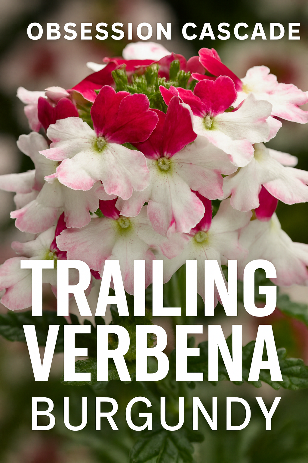 Trailing Verbena Obsession Cascade Burgundy flowers spilling from a hanging basket in full bloom.