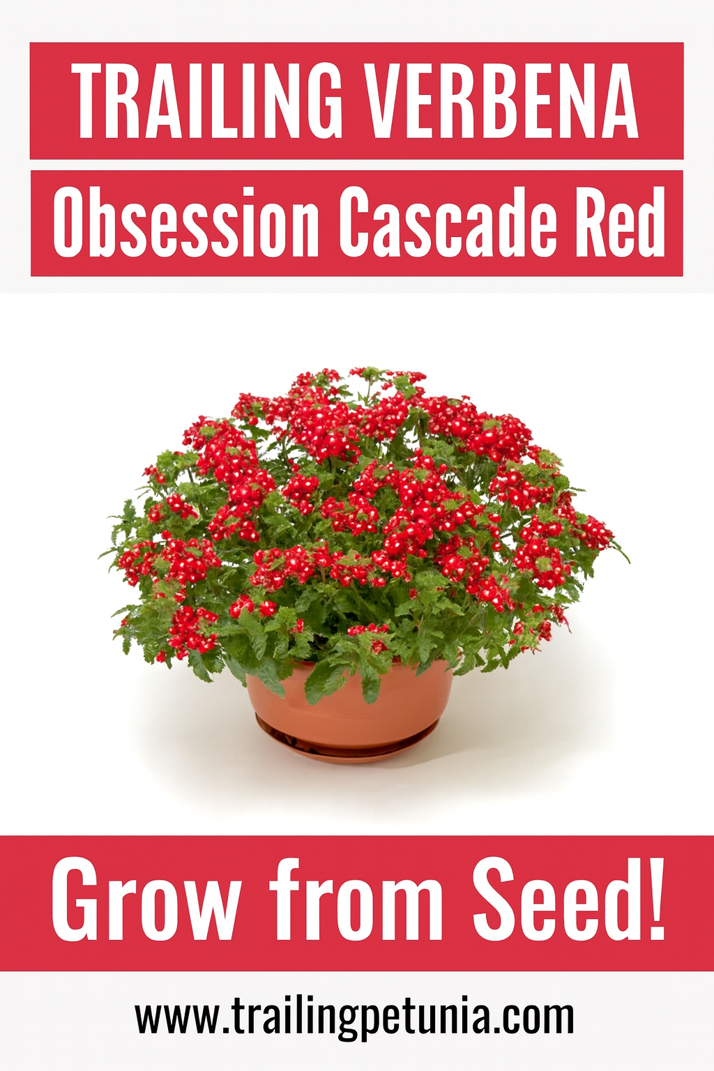 Trailing Verbena Obsession Cascade Red flowers in full bloom cascading from a basket