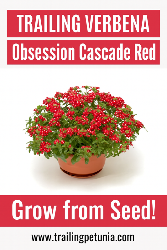 Trailing Verbena Obsession Cascade Red flowers in full bloom cascading from a basket