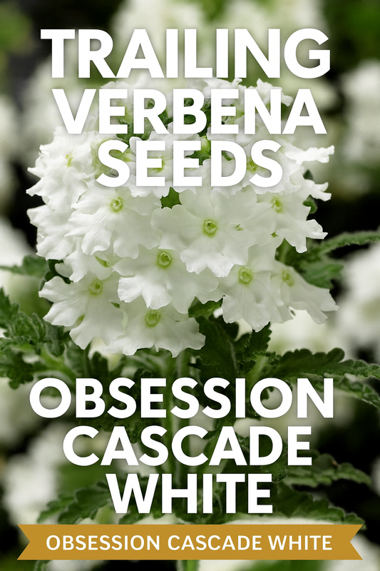 Trailing Verbena Obsession Cascade White spilling from a hanging basket with pure white blooms.