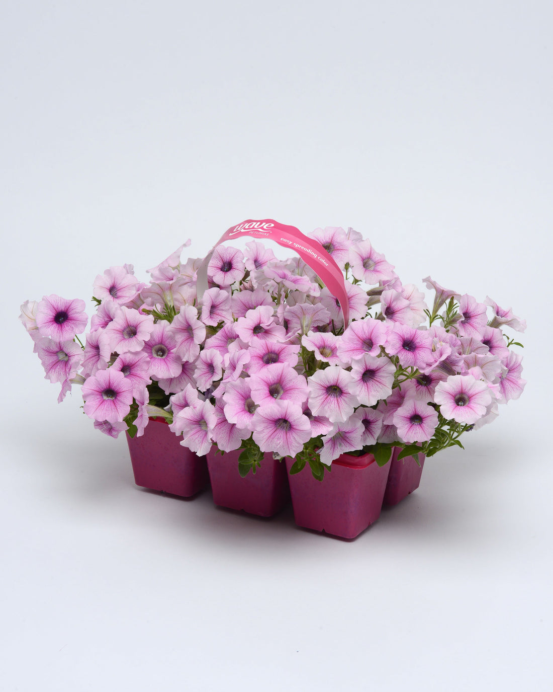 Shock Wave Pink Vein Petunia Seeds – Soft Pink Blooms with Elegant Veining in Hanging Basket
