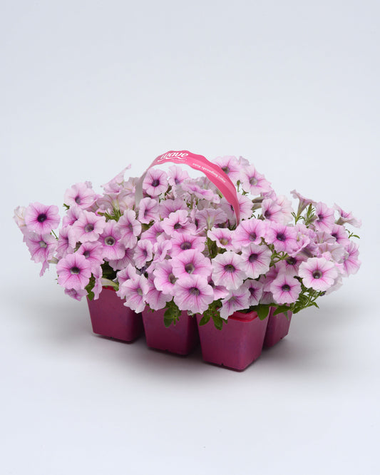 Shock Wave Pink Vein Petunia Seeds – Soft Pink Blooms with Elegant Veining in Hanging Basket