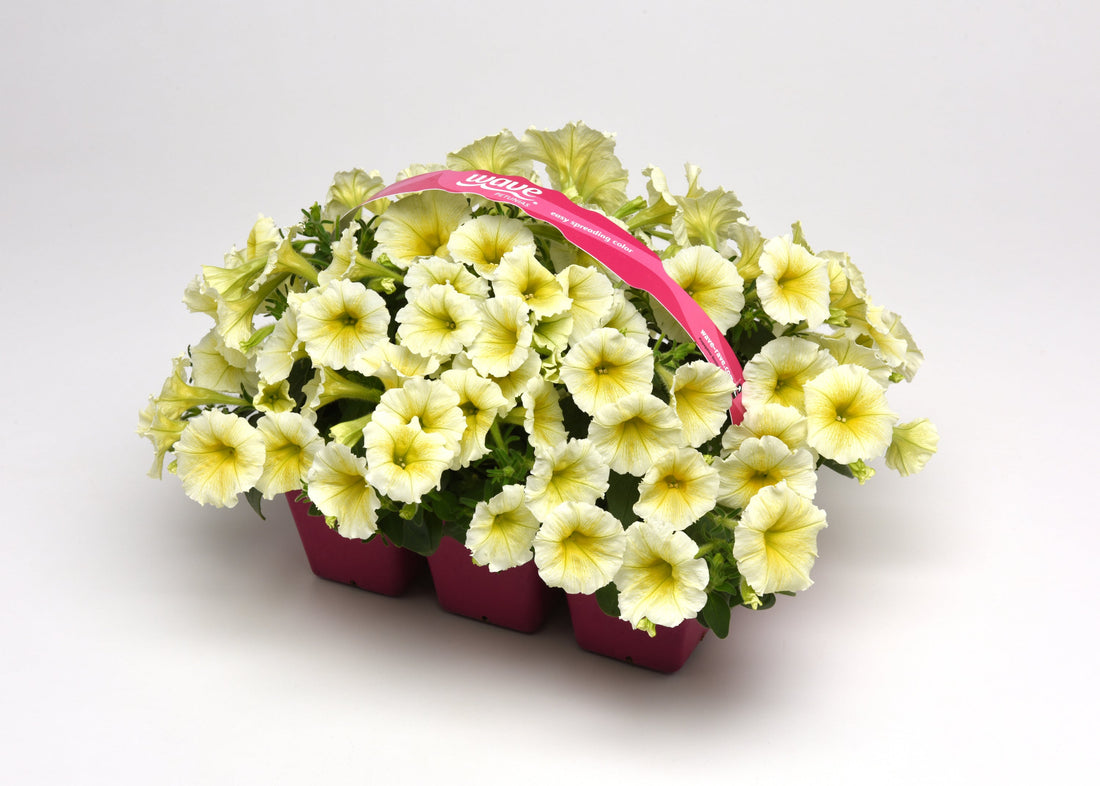 Easy Wave Yellow Trailing Petunia Seeds – Bright Yellow Blooms in Hanging Basket