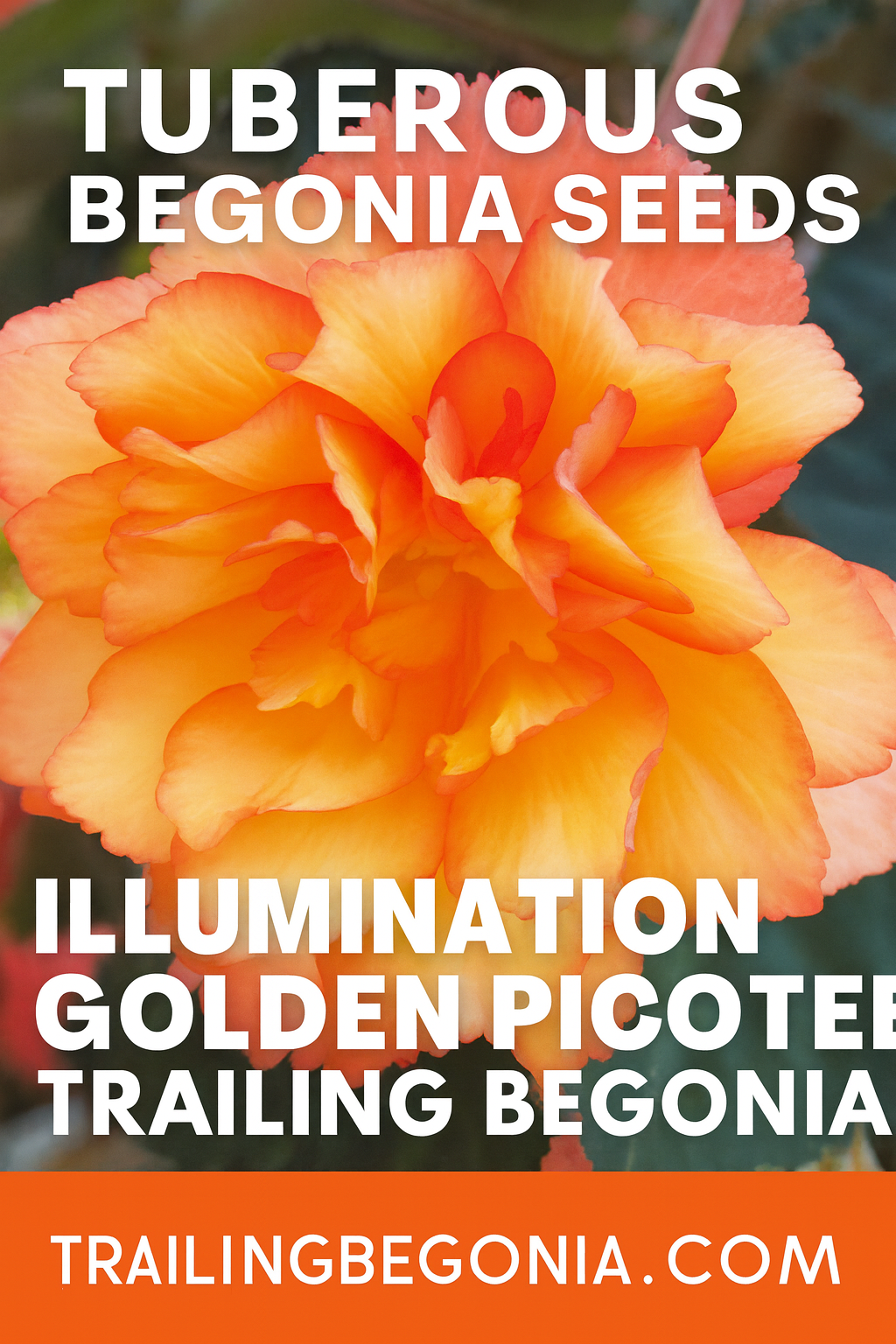 Tuberous Begonia Illumination Golden Picotee in full bloom