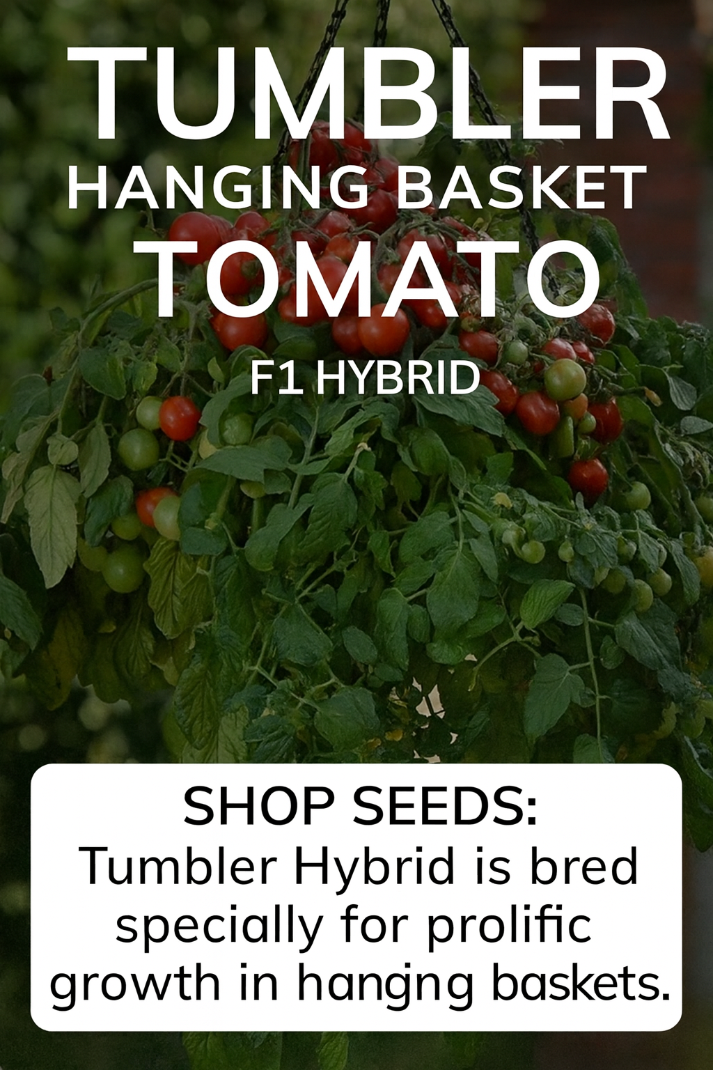 Tumbler F1 tomato plant overflowing with clusters of red cherry tomatoes cascading from a hanging basket – perfect hybrid for patios and containers