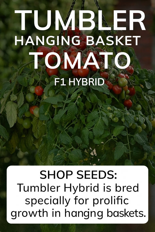 Tumbler F1 tomato plant overflowing with clusters of red cherry tomatoes cascading from a hanging basket – perfect hybrid for patios and containers
