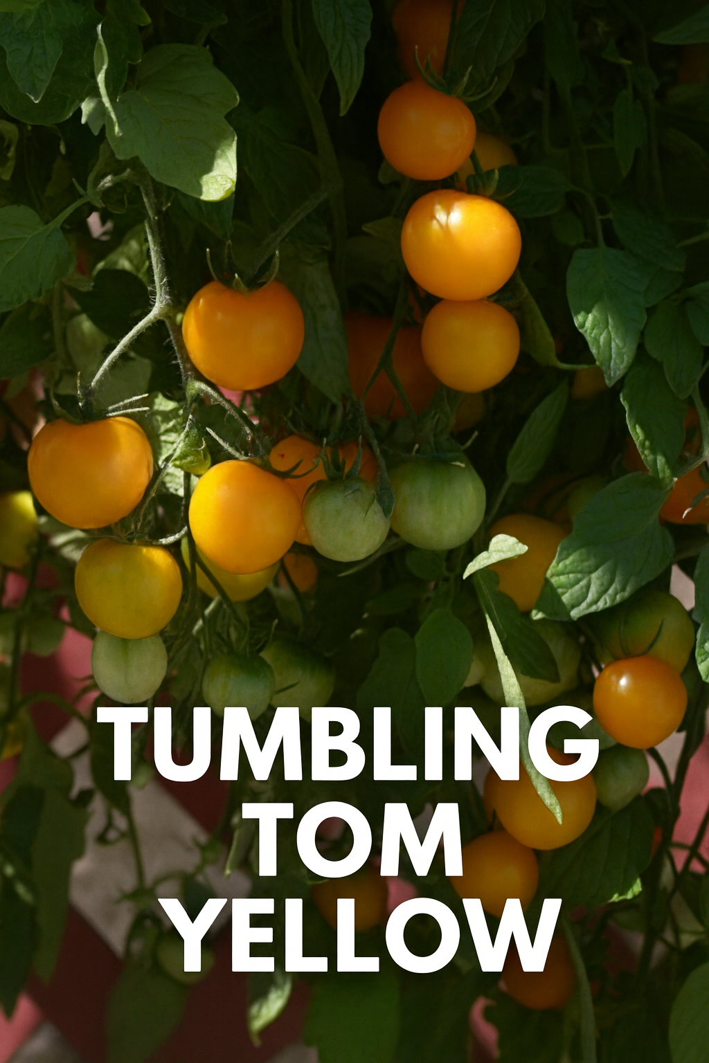 Tumbling Tom Yellow tomato plant with clusters of golden-yellow cherry tomatoes cascading from a hanging basket – ideal for patios and containers
