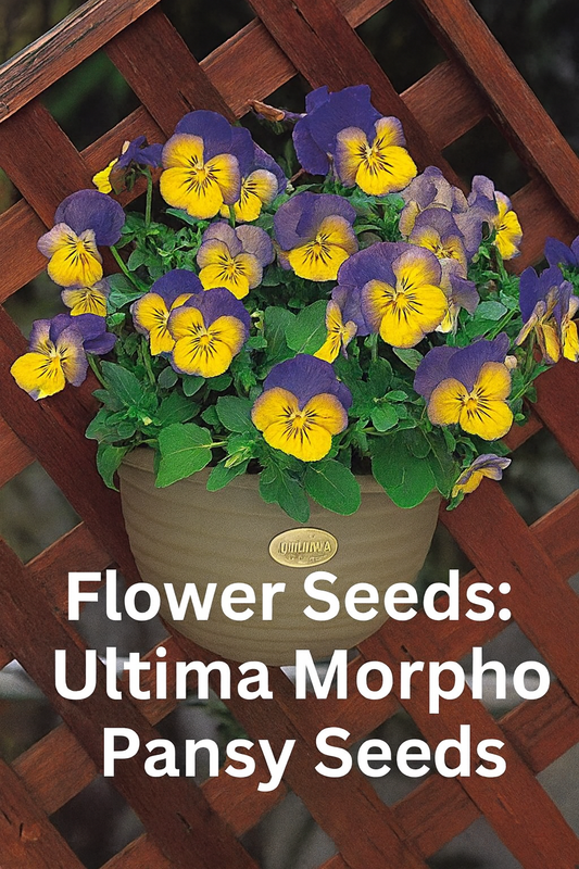 Ultima Morpho Pansy with bold blue petals and a bright yellow center blooming in the garden.