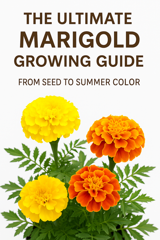 Bright yellow and orange marigolds with text “The Ultimate Marigold Growing Guide From Seed to Summer Color