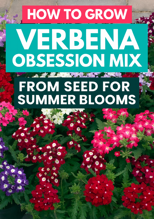 Verbena Obsession Mix flowers in multiple colors blooming together in a garden bed