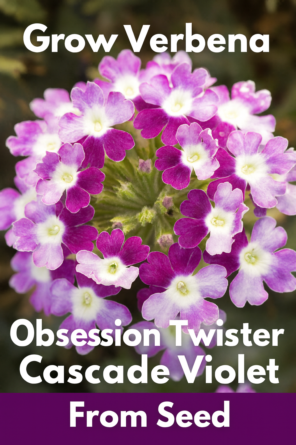 Verbena Obsession Twister Cascade Violet with violet and white swirled flowers cascading from a hanging basket.