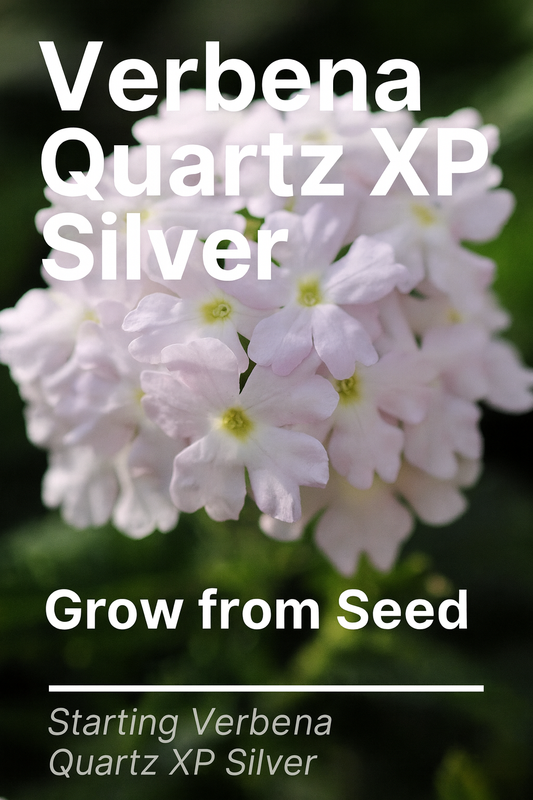 Verbena Quartz XP Silver in bloom with clusters of silvery lavender flowers in a summer garden.