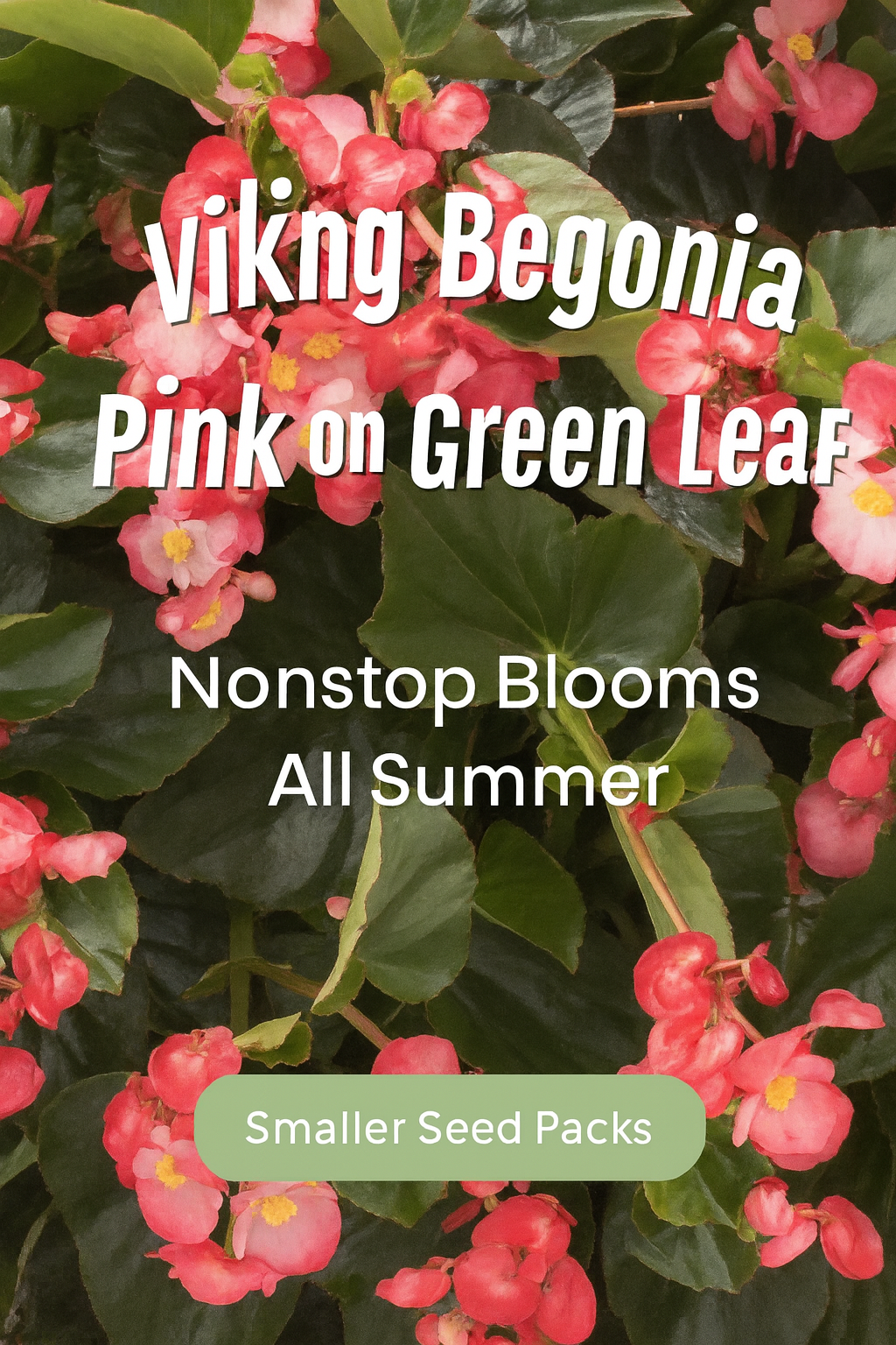 Viking Begonia Pink on Green Leaf with soft pink blooms and lush green foliage – easy to grow from pelleted begonia seeds for containers and landscapes