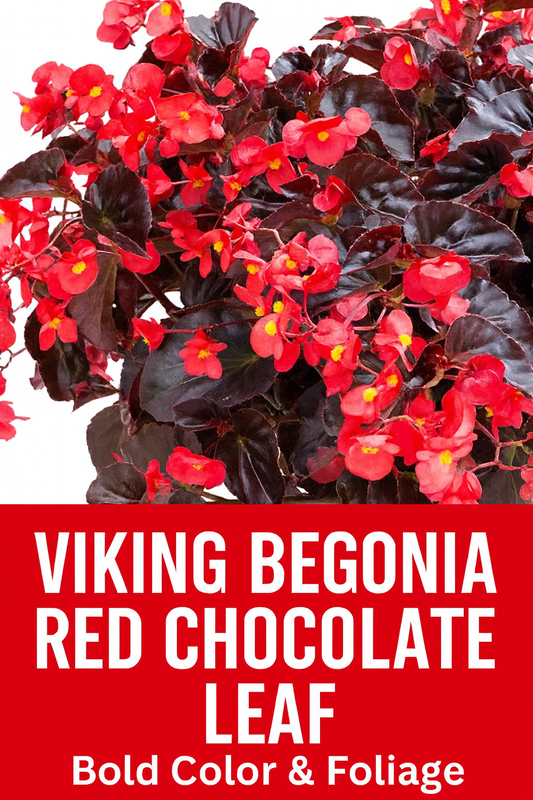 Viking Begonia Red Chocolate Leaf with glossy dark foliage and vibrant red flowers – premium pelleted begonia seeds for containers and landscapes