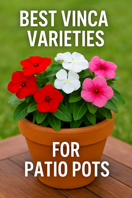 "Terracotta patio pots overflowing with colorful vinca flowers in shades of pink, red, and purple, showcasing the best varieties for container gardening and patios