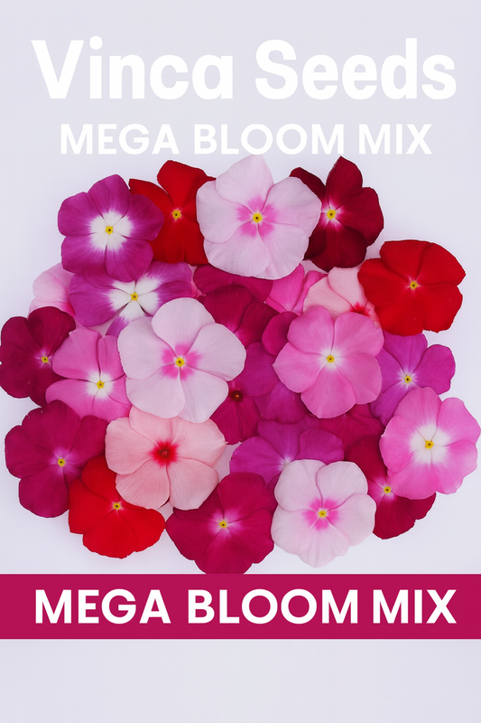 Vinca Mega Bloom Mix flowers in shades of red, pink, and white, grown from seed for vibrant summer gardens