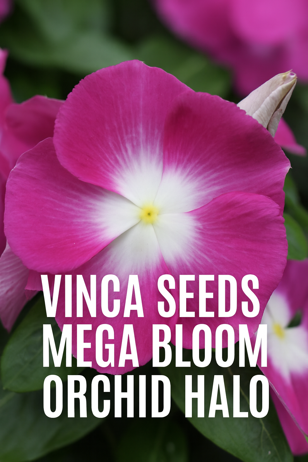 Vinca Seeds Mega Bloom Orchid Halo Large Blooming Garden Color vinca-seeds-mega-bloom-orchid-halo-large-blooming-garden-color