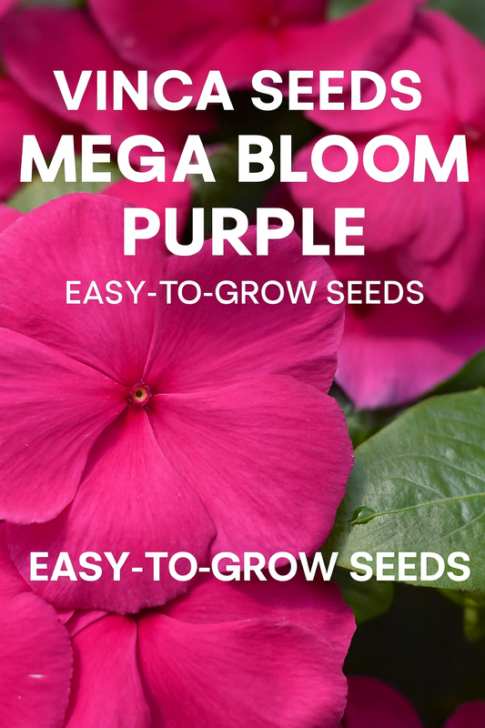 Close-up of Vinca Mega Bloom Purple flowers with large vibrant purple blooms, grown from quality vinca seeds for garden borders, containers, and landscapes