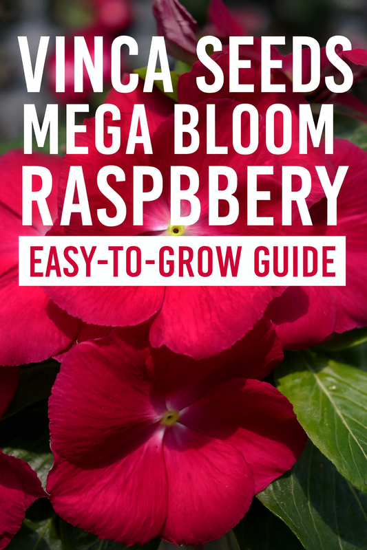 Vinca Seeds Mega Bloom Raspberry – A Bold, Reliable Summer Favorite