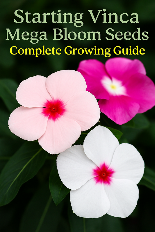Close-up of vibrant Vinca Mega Bloom flowers in pink, lavender, and polka-dot varieties, perfect for gardeners starting vinca seeds that thrive in summer heat