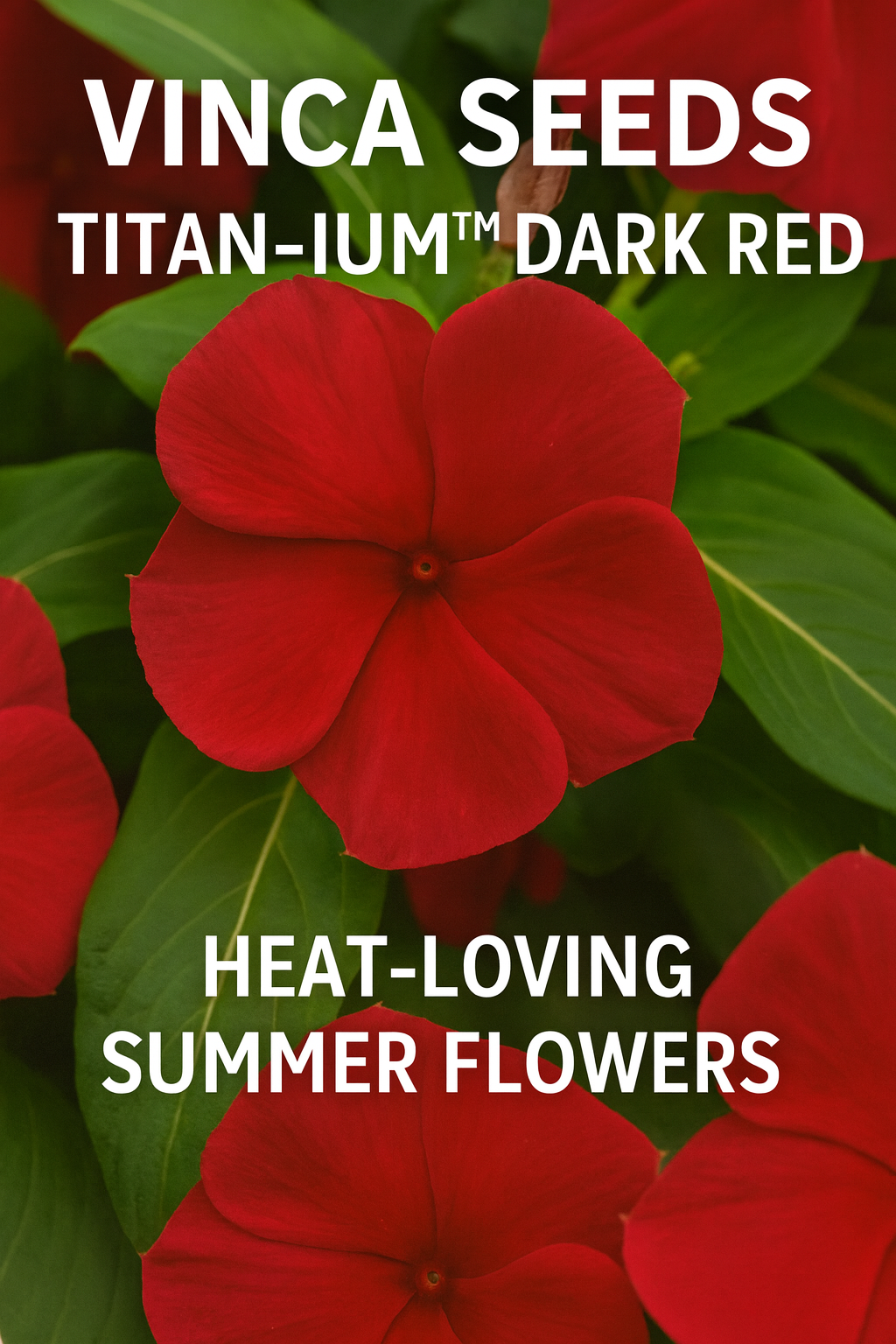 Titan-ium™ Dark Red Vinca in bloom with bold crimson petals and glossy green foliage in a summer garden.