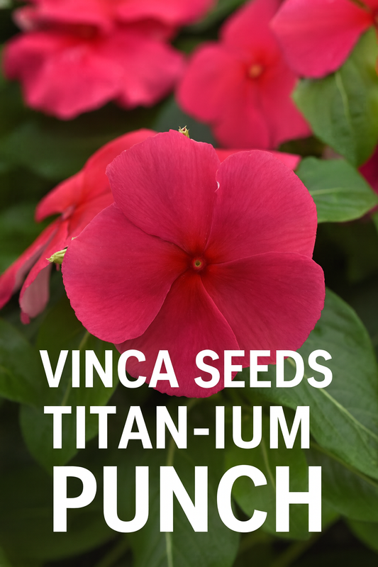 Close-up of Titan-ium™ Punch Vinca flower with vibrant pink blooms and green foliage
