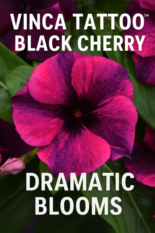 Close-up of Vinca Tattoo Black Cherry flower in full bloom, featuring deep cherry-red petals with velvety purple tones, a heat-loving annual perfect for summer gardens