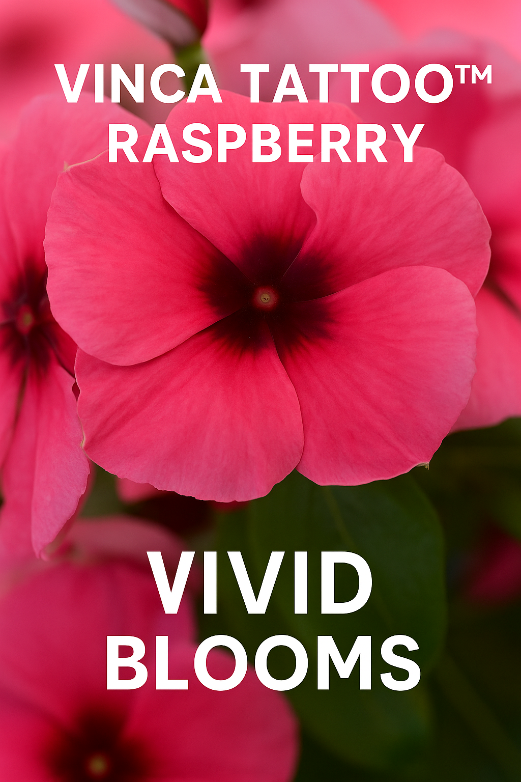 Close-up of Vinca Tattoo Raspberry flower in full bloom, with vivid raspberry-pink petals and a deep maroon center, a heat-loving annual perfect for summer gardens