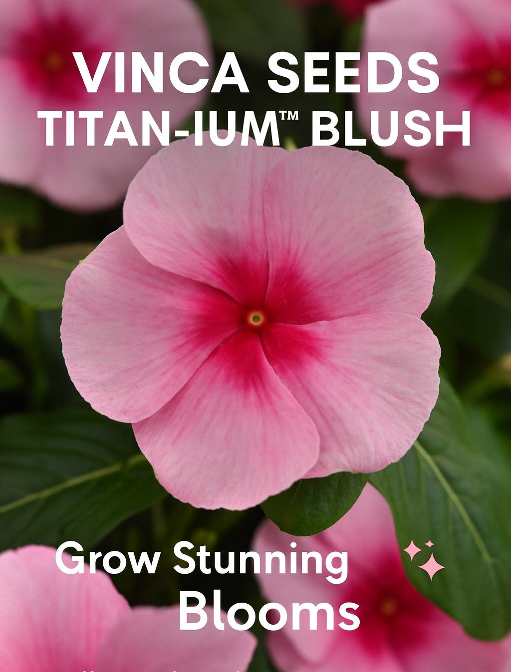 "Close-up of Titan-ium™ Blush Vinca flowers with soft pink petals and dark centers in full summer bloom"