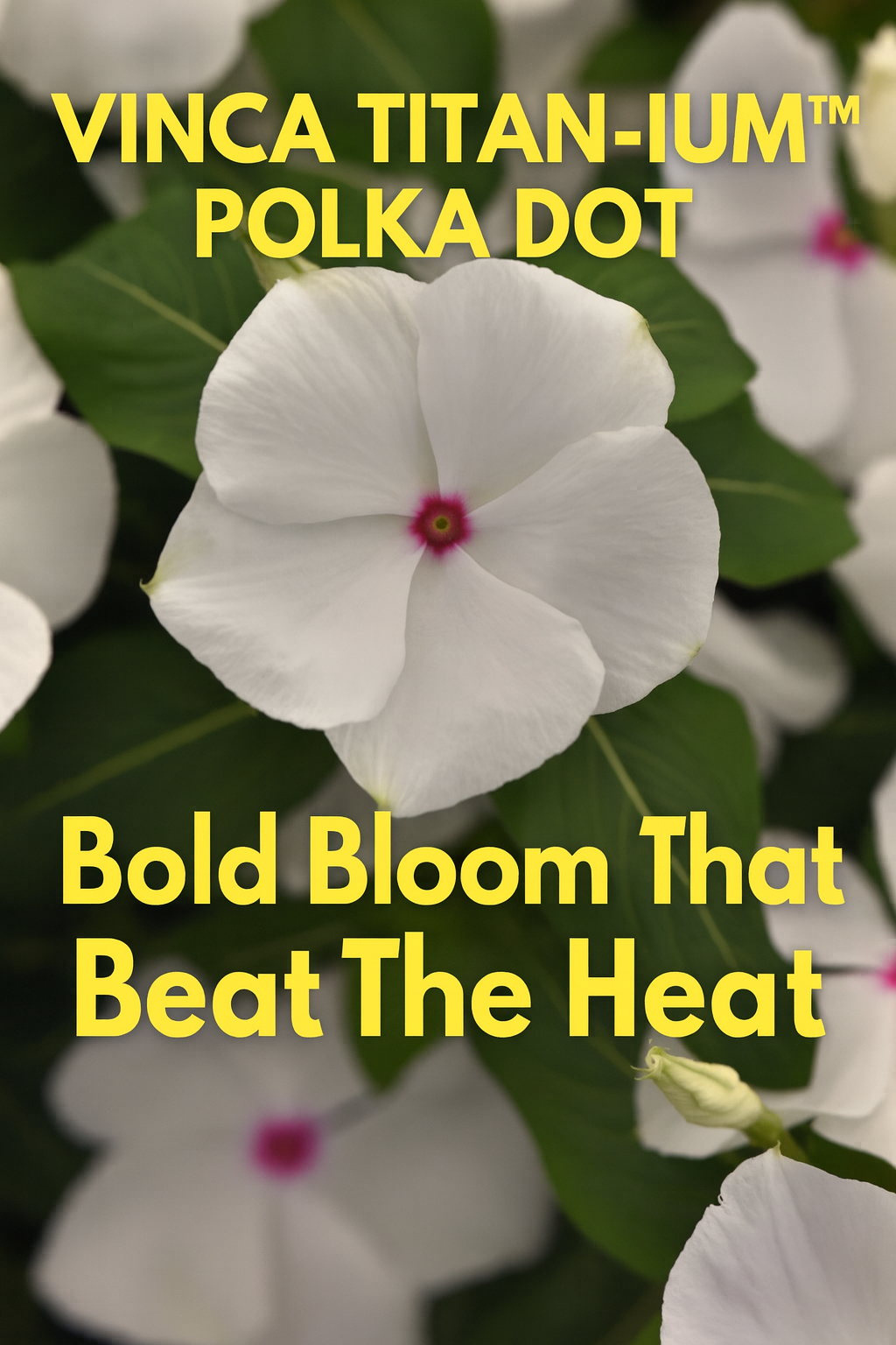 White Vinca Titan-ium™ Polka Dot flowers with pink centers and glossy green foliage, thriving in full sun and summer heat.
