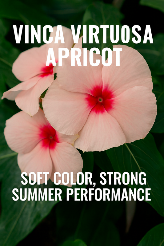 Vinca Virtuosa Apricot flowers with soft apricot petals and pink centers, blooming beautifully in full summer sun with glossy green leaves.