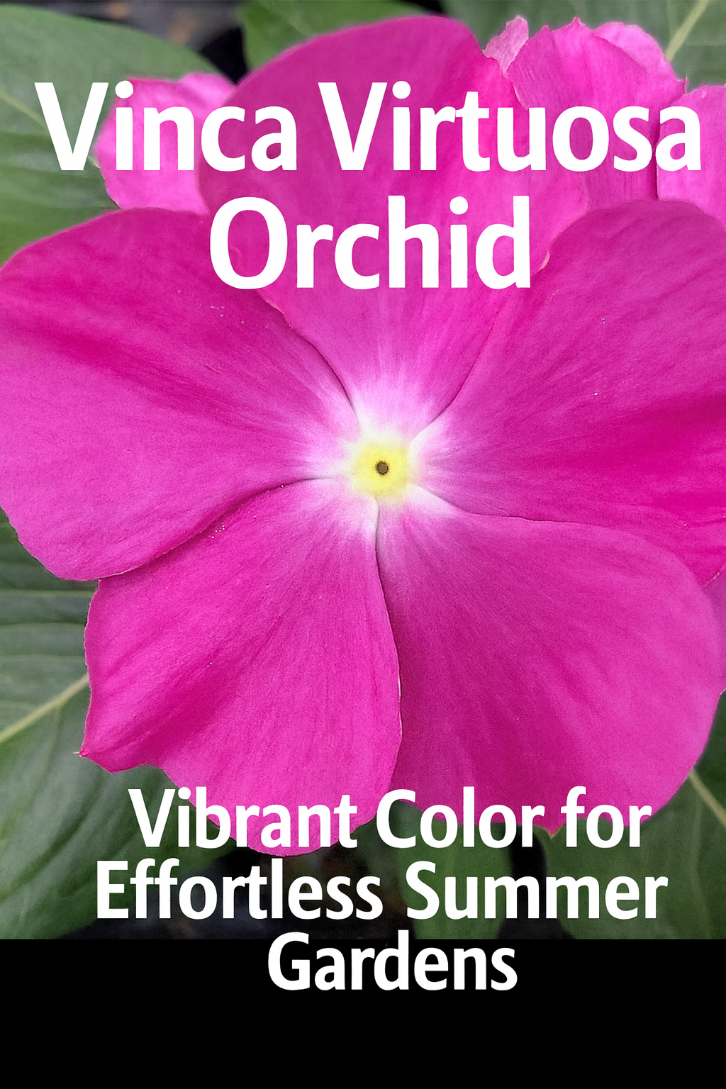 Vinca Virtuosa Orchid flowers in full bloom with vivid pink petals and glossy green foliage, thriving in summer heat and sunlight.