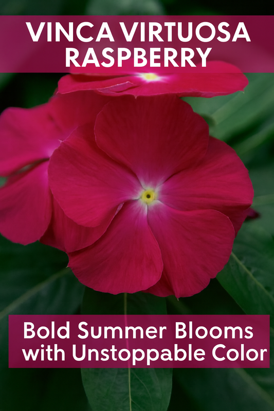 Vinca Virtuosa Raspberry flowers with rich deep pink-red petals and glossy green foliage, blooming brightly through summer heat and full sun.