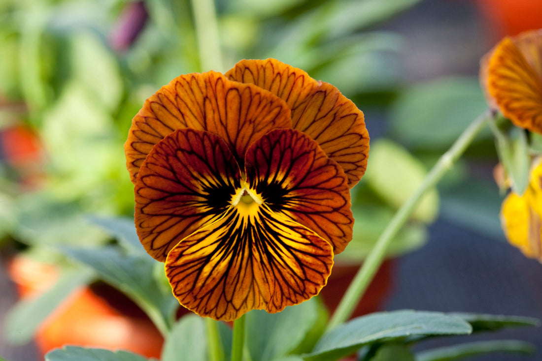 Viola Angel Tiger Eye Red – deep red petals with intense black veining, blooming in a compact garden container during cool season
