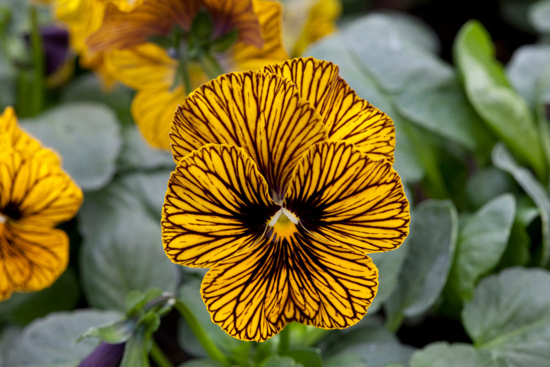 Viola Angel Tiger Eye Yellow – golden-yellow blooms with black veined pattern resembling tiger stripes, blooming in a garden container