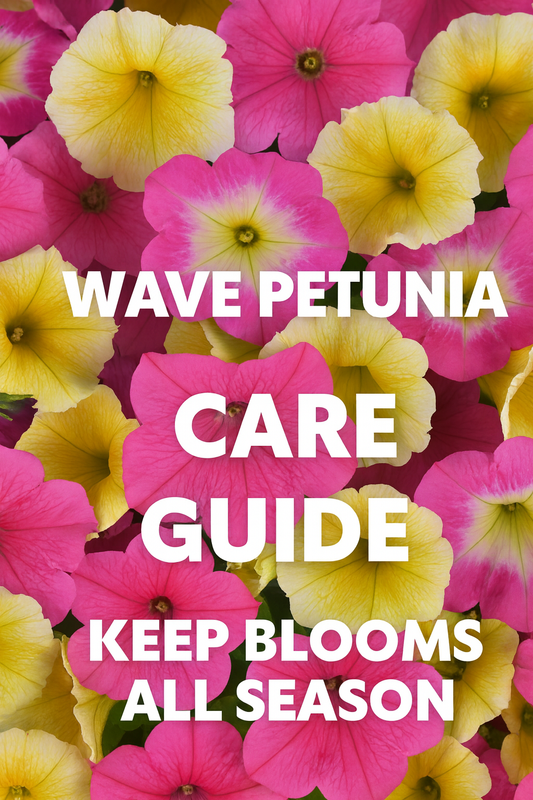 Bright pink and yellow Easy Wave Petunias in full bloom — Wave Petunia care guide showing how to keep Easy and Tidal Wave Petunias flowering all season long.