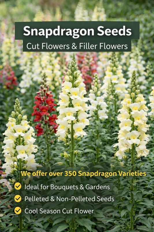 Wave snapdragon cut flowers growing tall for bouquet filler and cut flower production