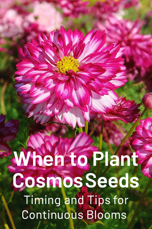 Vibrant magenta and white double cosmos flowers in full bloom, showing the best time to plant cosmos seeds for continuous summer color.