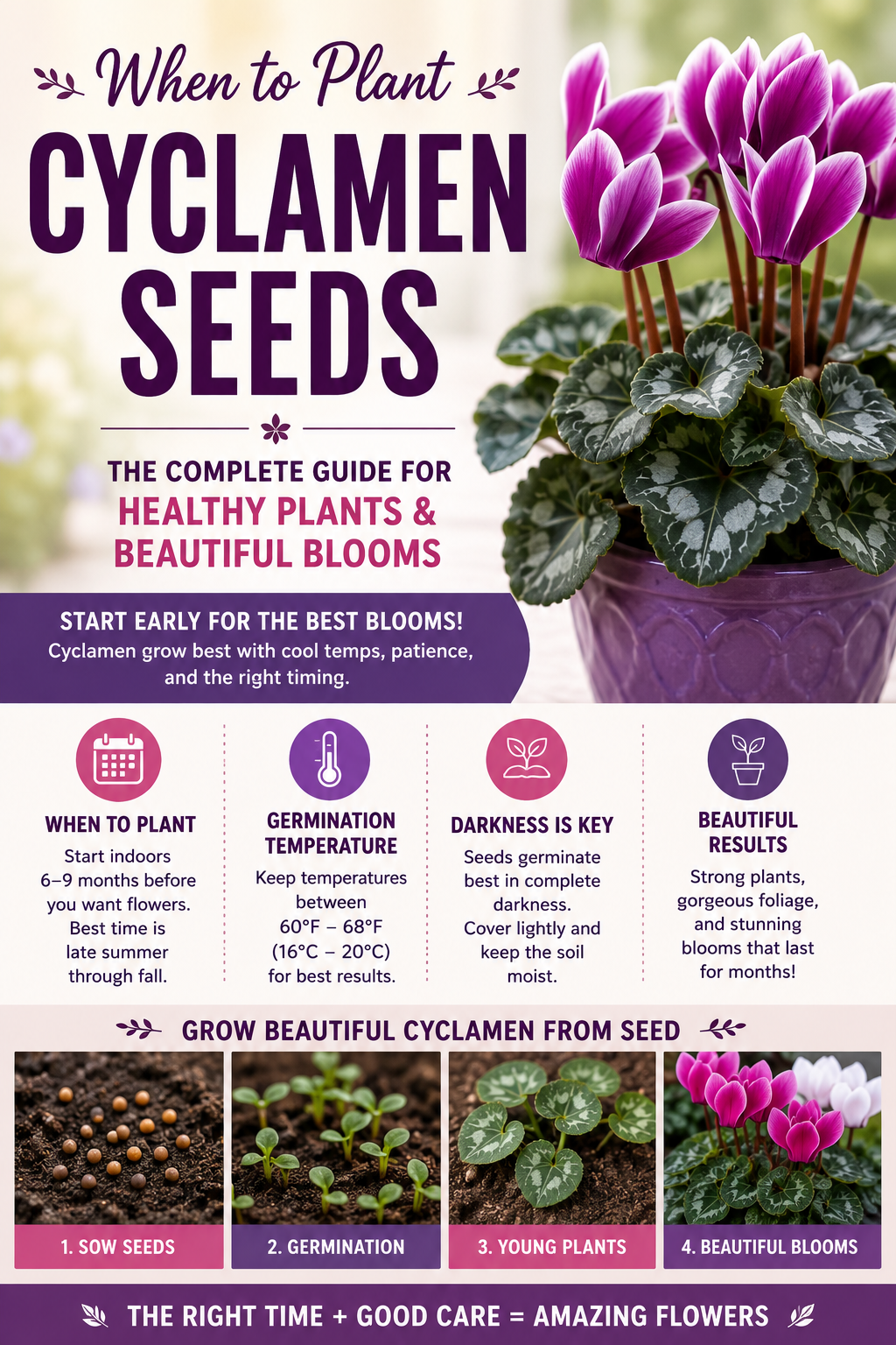 Cyclamen flowers with a guide showing when to plant Cyclamen seeds for healthy plants and long-lasting blooms.