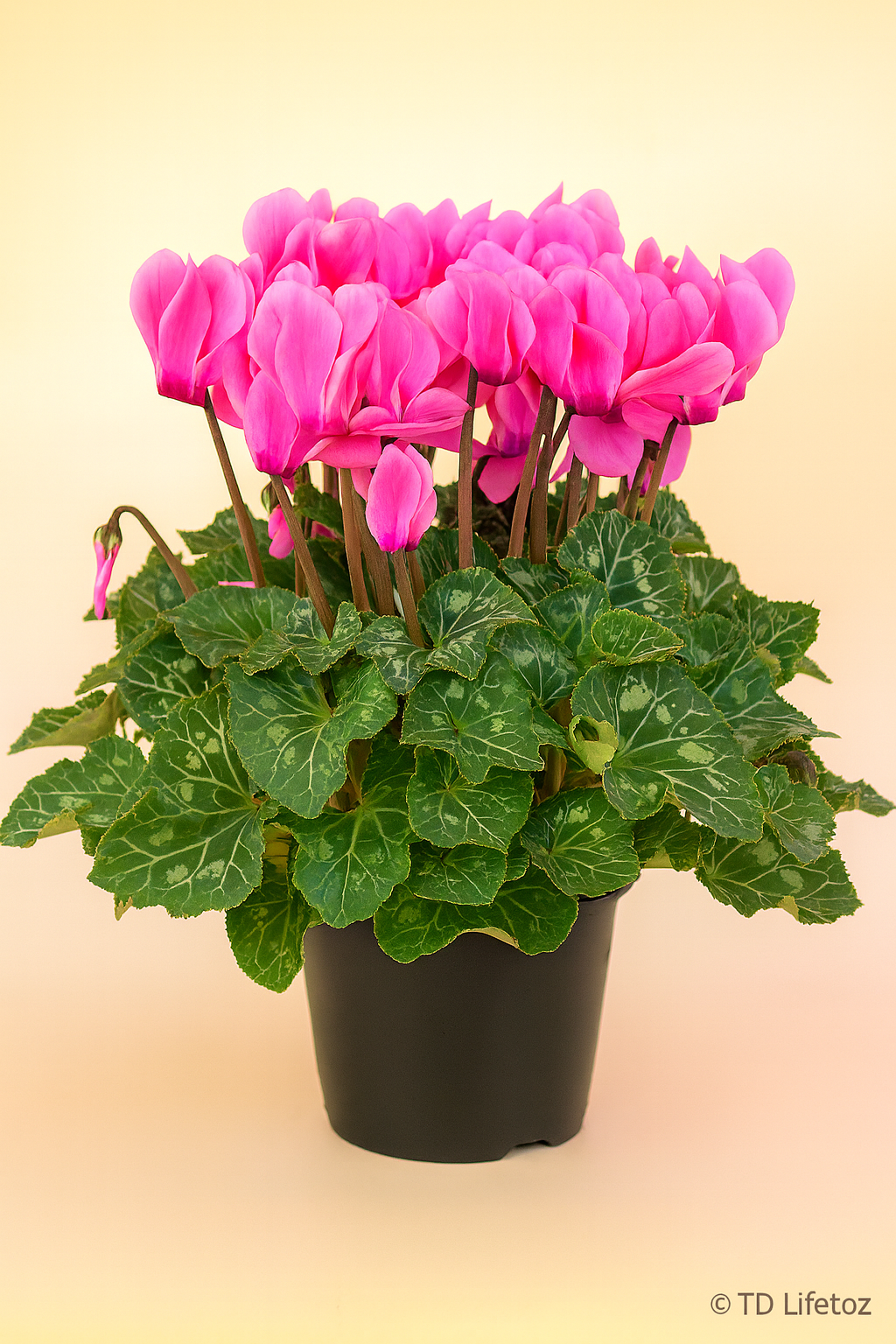 Cyclamen plant with bright pink flowers and marbled leaves — representing ideal timing for planting cyclamen seeds for strong germination