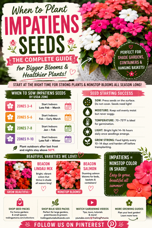 Colorful impatiens flowers in pink, white, coral, and salmon with a USDA planting timeline showing the best time to plant impatiens seeds for healthy plants, continuous blooms, and beautiful shade gardens