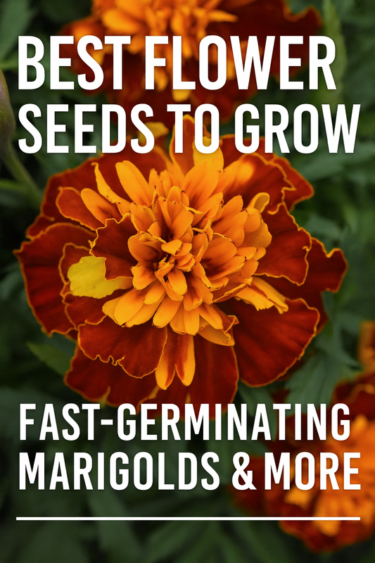 Close-up of bright orange and red French marigold flowers in full bloom — when to plant marigold seeds by zone for the best flowering results.