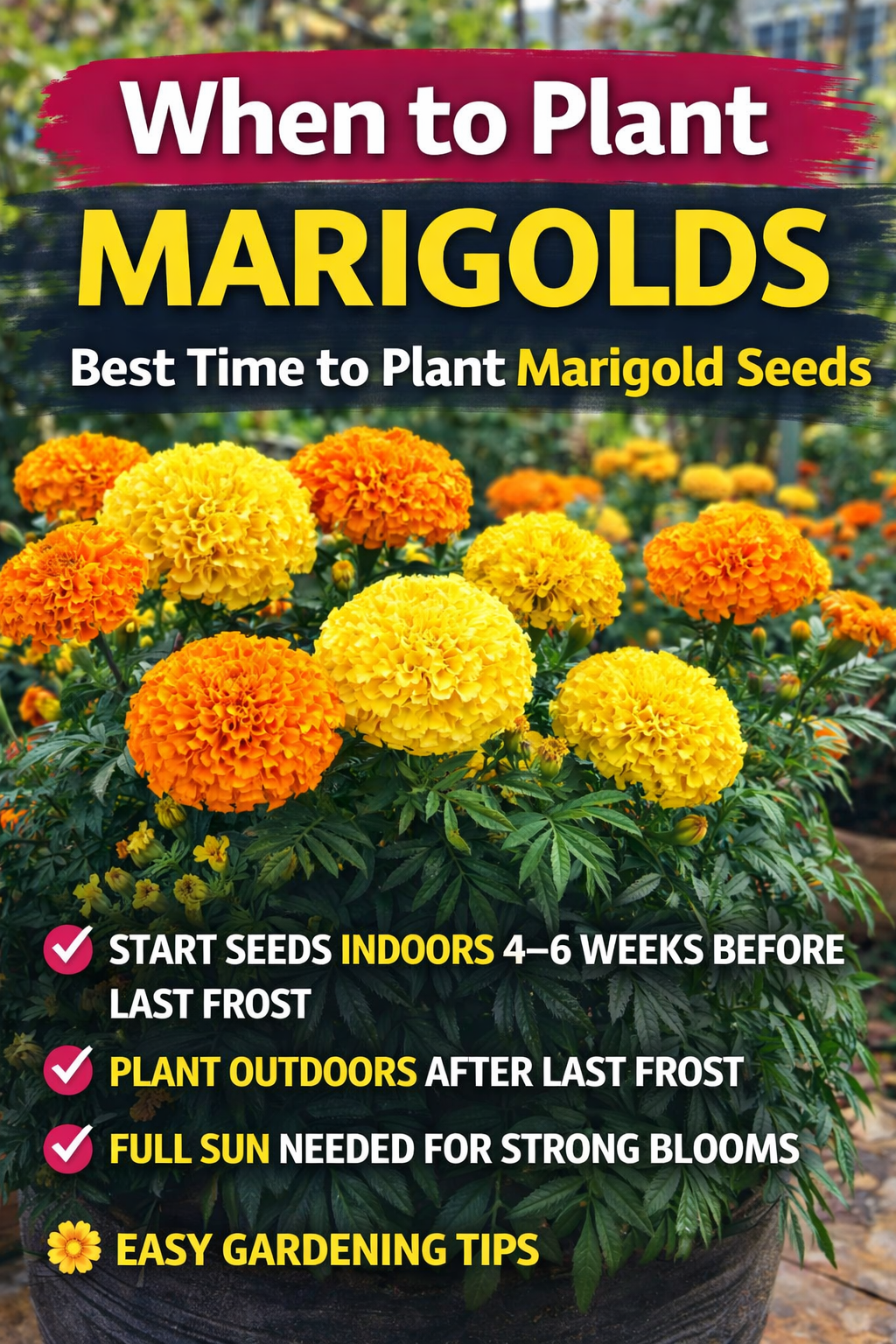 When to plant marigolds guide showing bright yellow and orange marigold flowers in bloom with tips for starting marigold seeds indoors and planting outdoors after last frost