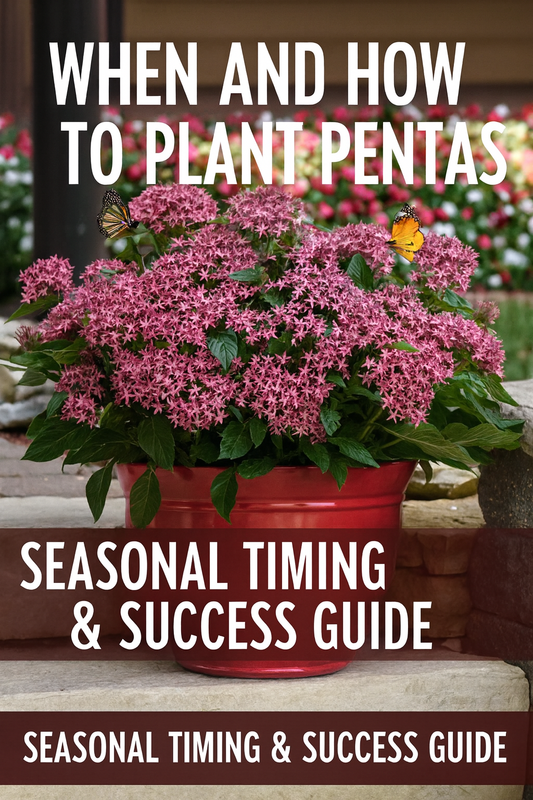 Pink Pentas flowers in a red pot on garden steps — when and how to plant pelleted Pentas seeds for strong growth and vibrant summer blooms.