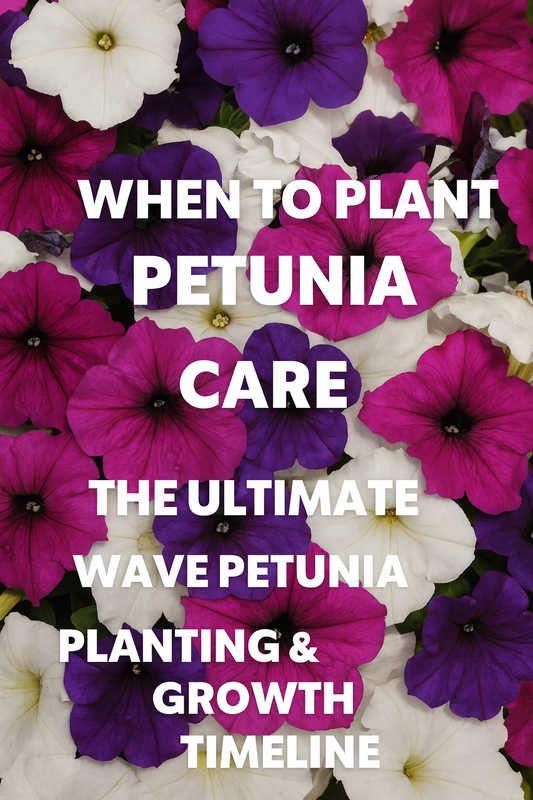 Purple, magenta, and white Wave Petunias in full bloom — showing the best time to plant Petunia seeds and how to grow Easy and Tidal Wave Petunias successfully.