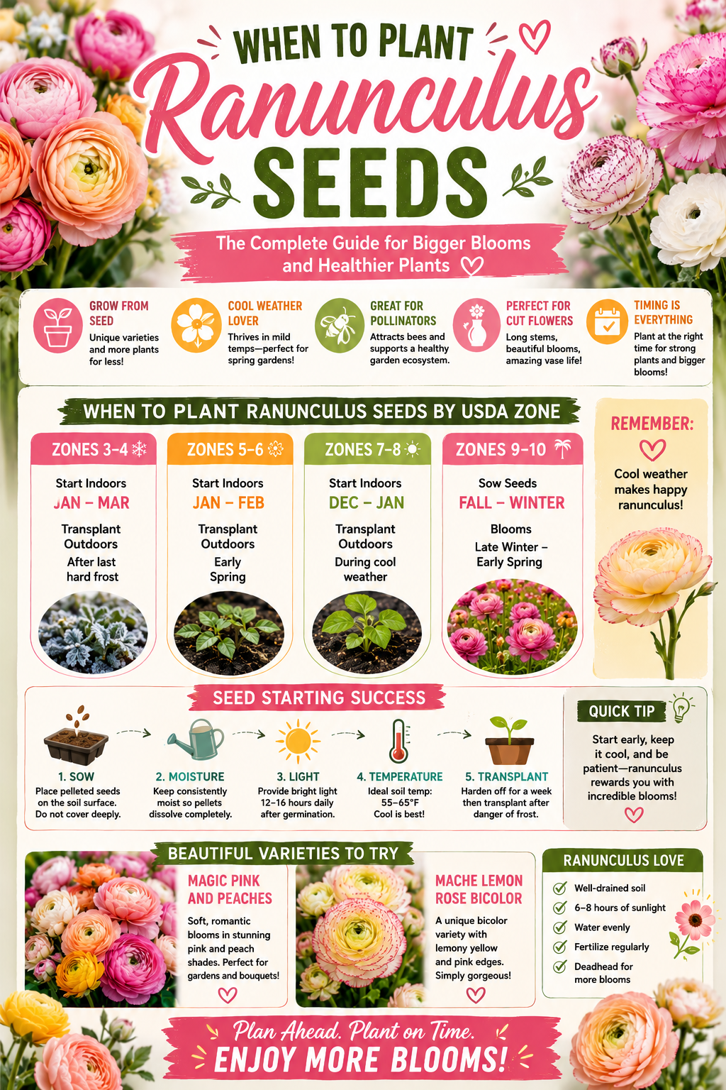 Beautiful pink, peach, yellow, and white ranunculus flowers with a planting timeline illustrating the best time to plant ranunculus seeds by USDA Zone for healthier plants, stronger growth, and abundant spring blooms.