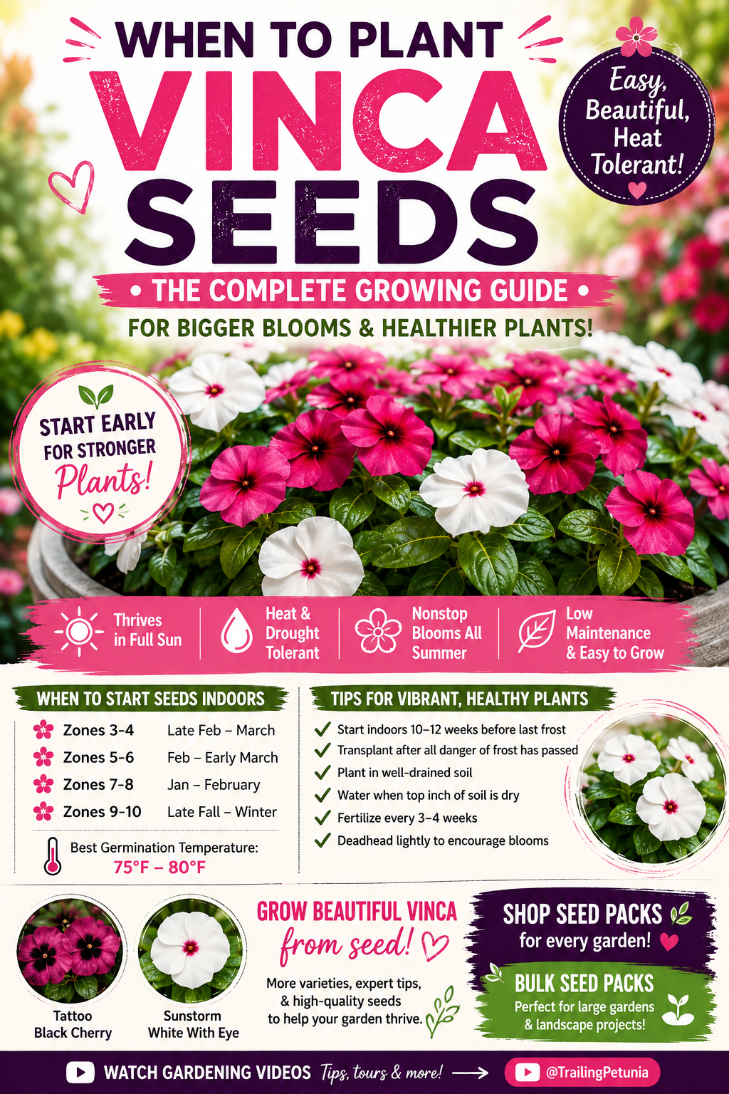 Healthy pink and white vinca flowers with young seedlings, illustrating the best time to plant vinca seeds for bigger blooms, stronger plants, and season-long color in sunny gardens and containers.