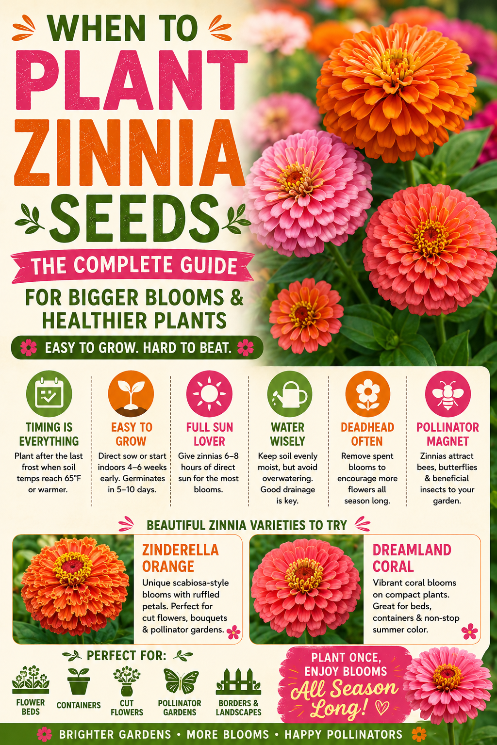 Colorful pink, coral, and orange zinnia flowers blooming in a sunny garden, showing the best time to plant zinnia seeds for bigger blooms, healthier plants, and season-long color.