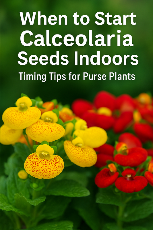 Bright blooming Calceolaria purse plant flowers in red, yellow, and spotted patterns with text overlay reading “When to Start Calceolaria Seeds Indoors | Purse Plant Timing Guide,” ideal for Pinterest and gardening blogs.